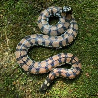 Cylindrophis
